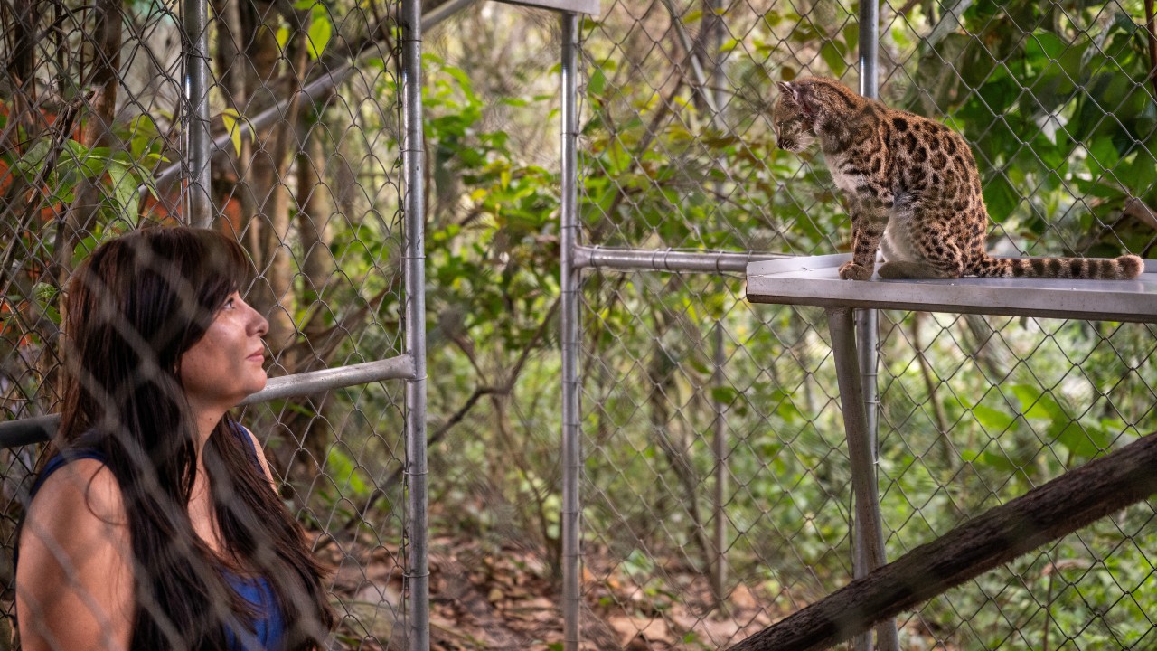 Descubren nueva especie de gato salvaje en Bolivia 2 La exploradora de National Geographic, Paola Nogales Ascarrunz, quien dirigió la investigación que identificó a Leopardus tilcayo como una nueva especie, observa al felino en el refugio de animales Senda Verde en la región de Yungas, Bolivia , el 1 de septiembre de 2026.